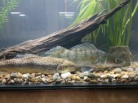 Ve vodě nežijí jen vodníci (4)